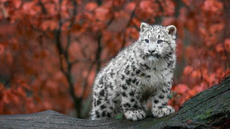 Snow Leopard Cub wallpaper