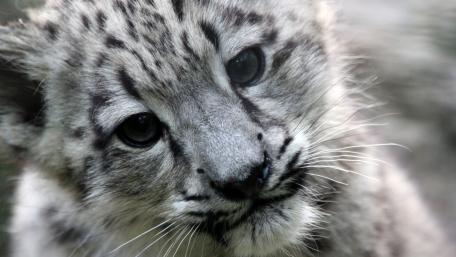 Adorable Snow Leopard Cub Portrait wallpaper