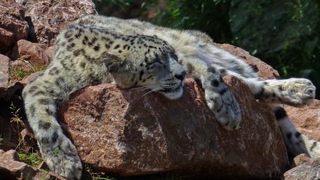 Snow Leopard in Peaceful Slumber wallpaper