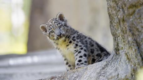 Snow Leopard Cub in Natural Habitat wallpaper