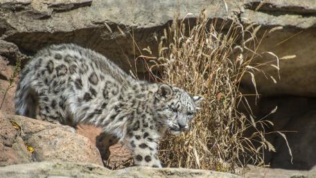 Majestic Snow Leopard in Its Habitat wallpaper