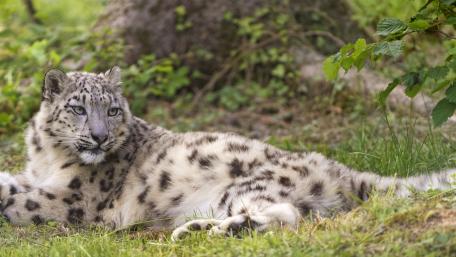 Majestic Snow Leopard in Nature wallpaper
