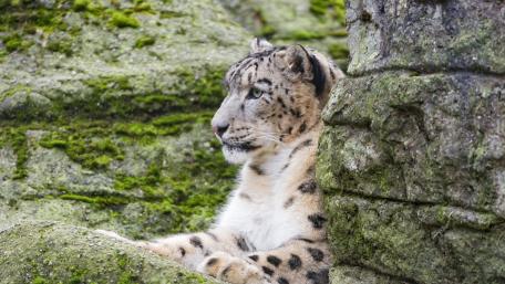 Snow Leopard in its Natural Habitat wallpaper
