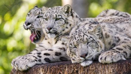Serene Snow Leopards Resting Together wallpaper