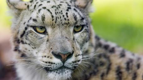Majestic Leopard Close-Up Wallpaper wallpaper
