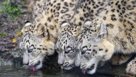Graceful Snow Leopards at the Water’s Edge wallpaper