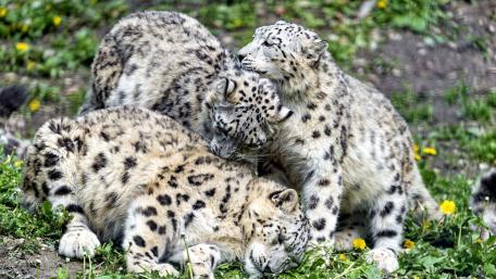 Majestic Snow Leopards in the Wild wallpaper