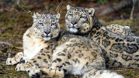 Graceful Snow Leopards in Their Natural Habitat wallpaper