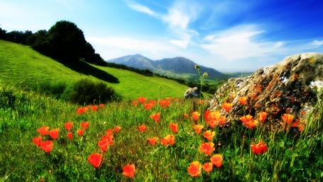Red Blossoms Across Lush Hillside Landscape wallpaper