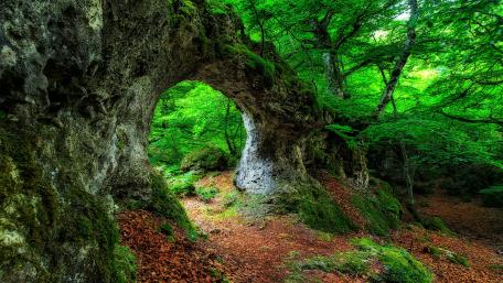 Enchanting Green Forest Archway wallpaper