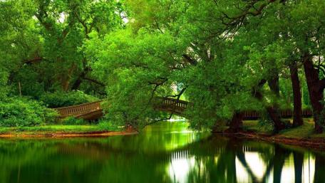 Serene Green Archway Over Water wallpaper