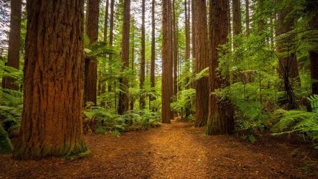 Majestic Forest Trail Surrounded by Towering Trees wallpaper