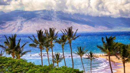 Coconut trees near sea wallpaper