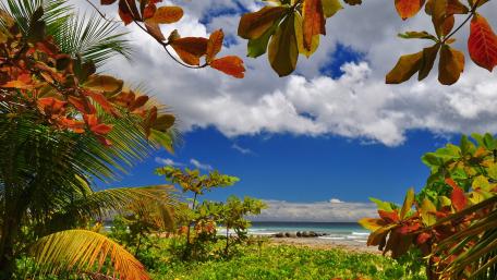 Serene Coastal View Framed by Vibrant Foliage wallpaper