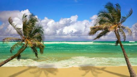 Tropical Serenity on a Sandy Beach wallpaper
