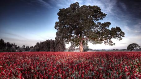 Vibrant Red Field Under a Majestic Tree wallpaper