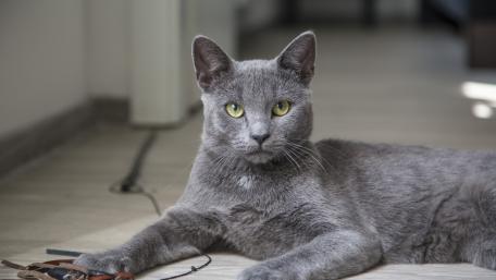 Grey Cat with Striking Green Eyes Relaxing at Home wallpaper