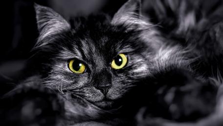 Intriguing Monochrome Cat Eyes Artistry wallpaper