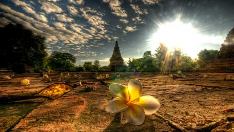 Serenity in Sunlit Blossoms wallpaper