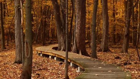 Autumn Serenity in the Forest Trail wallpaper
