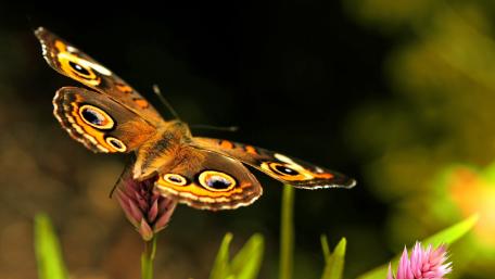Vibrant Butterfly on a Flowering Bloom wallpaper