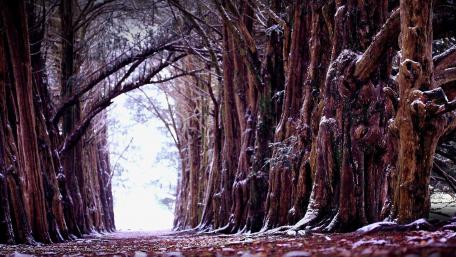 Winter Wonderland Pathway Among Ancient Trees wallpaper