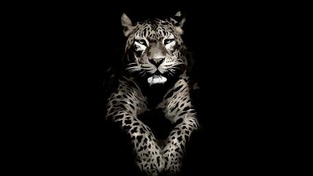 Paint jaguar wallpaper