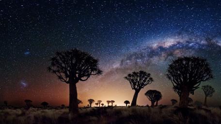 Joshua Tree at Night wallpaper