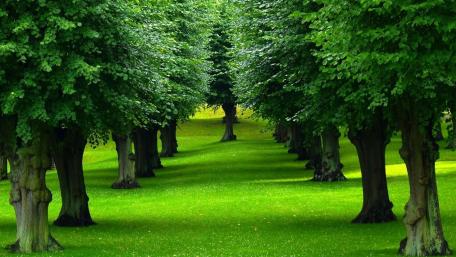 Verdant Tree-Lined Pathway Awaits You wallpaper