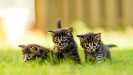 Playful Kittens Exploring Their World wallpaper