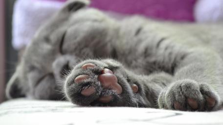 Cute Sleeping Cat Paw Print Wallpaper wallpaper