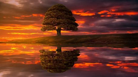 Solitary Tree at Sunset Reflection wallpaper