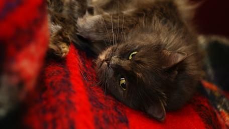 Cozy Cat Relaxing on a Blanket wallpaper