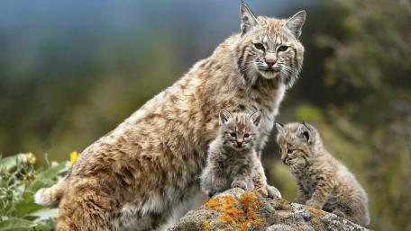 Majestic Lynx Family in Natural Habitat wallpaper