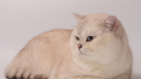 Fluffy Cat Portrait with Soft Expressions wallpaper