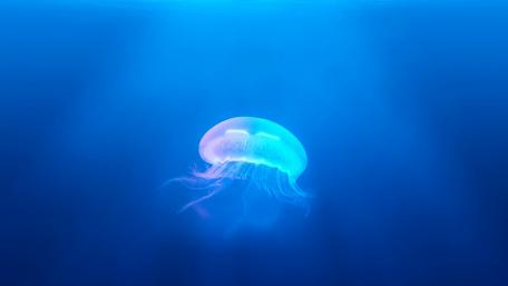 Elegant Jellyfish Floating in Blue Waters wallpaper
