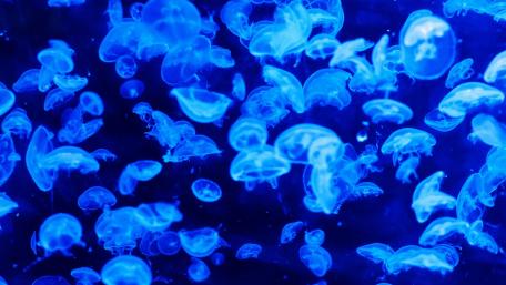 Mesmerizing Blue Jellyfish Dance in the Deep Sea wallpaper