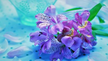 Delicate Purple Blooms Against a Soft Background wallpaper