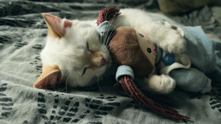 Dreamy Kitten Snuggled with Doll wallpaper