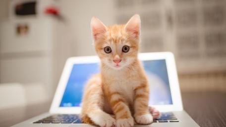 Adorable Kitten on a Laptop wallpaper