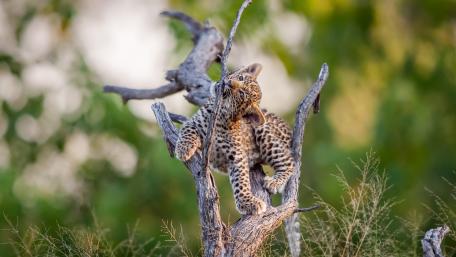 Playful Leopard Cub in a Tree Scene wallpaper