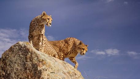 Majestic Cheetahs in Their Habitat wallpaper