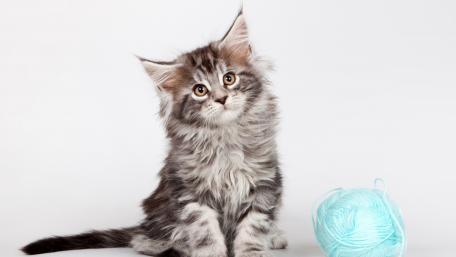 Adorable Fluffy Kitten with Yarn Ball wallpaper