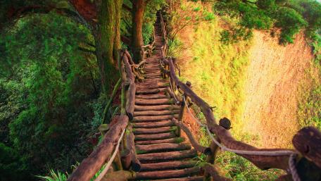 Enchanting Wooden Pathway Through Lush Forest wallpaper