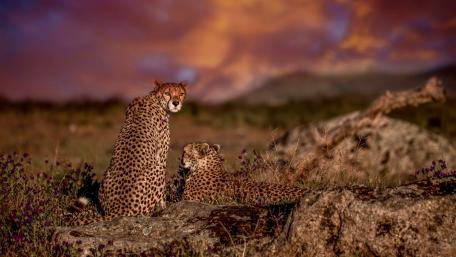 Majestic Cheetahs in a Breathtaking Landscape wallpaper