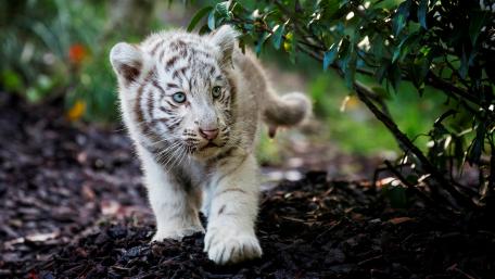 Adorable White Tiger Cub Exploring Nature wallpaper
