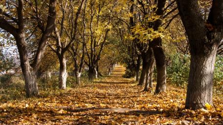 Golden Autumn Pathway for Tranquil Moments wallpaper