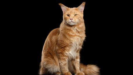 Majestic Maine Coon Cat on Black Background wallpaper