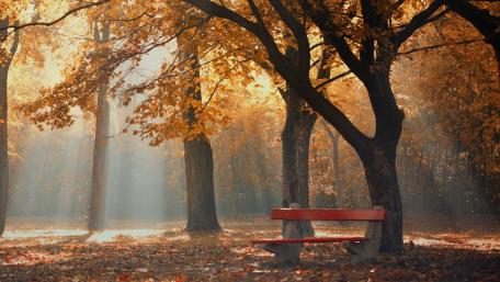 Autumn Serenity in Nature's Embrace wallpaper