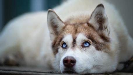 Majestic Husky with Striking Blue Eyes wallpaper